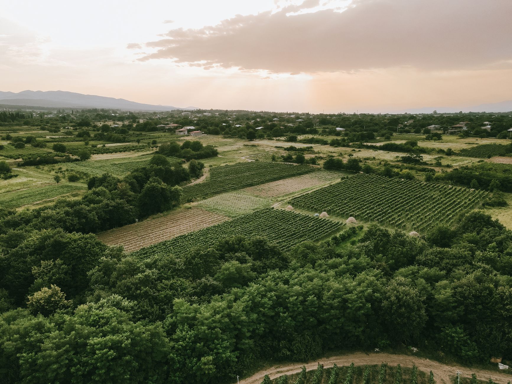 Rural Georgia farmland at golden hour, representative of Toombs County agricultural land