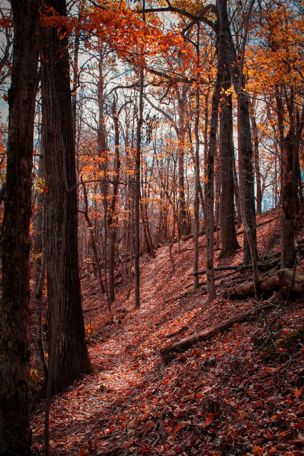 Autumn hardwood forest on a Tennessee hillside — the kind of rural TN land PlaceAcre buys for cash