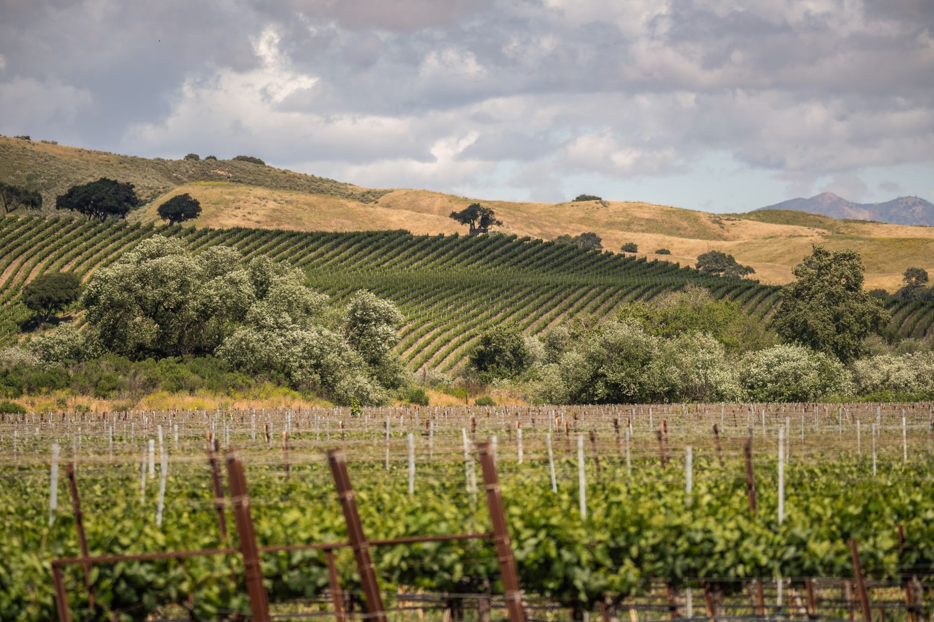 Rural San Benito County farmland and hillside vineyards, Central Coast California.