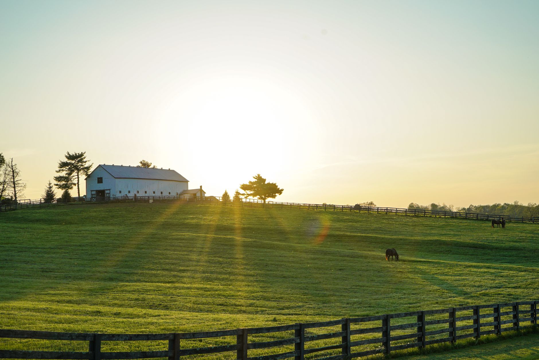 Kentucky cattle pasture bordered by hardwood trees, Boyle County.