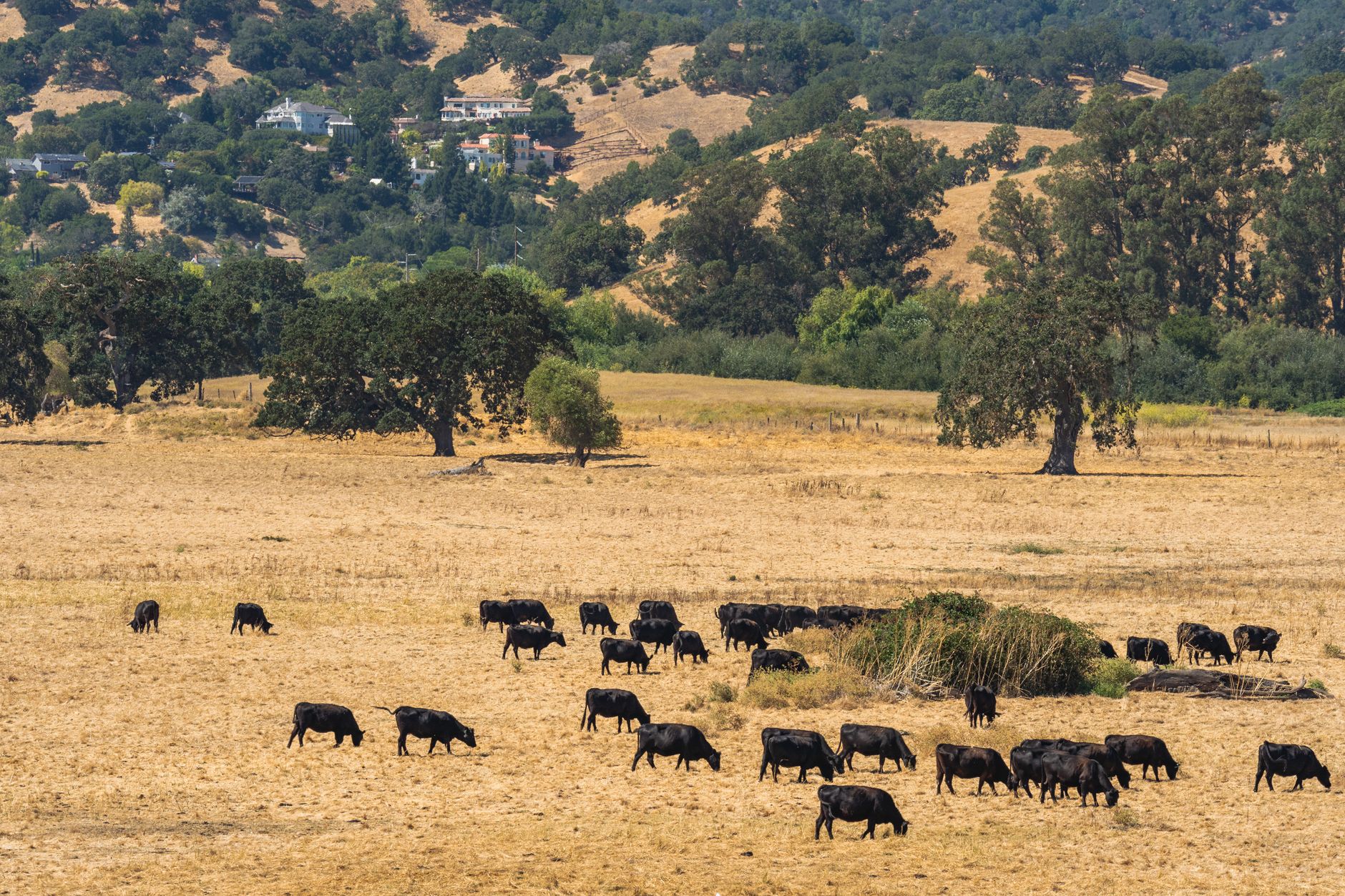 High-desert ranchland and sagebrush plain in the Honey Lake Valley, Lassen County California