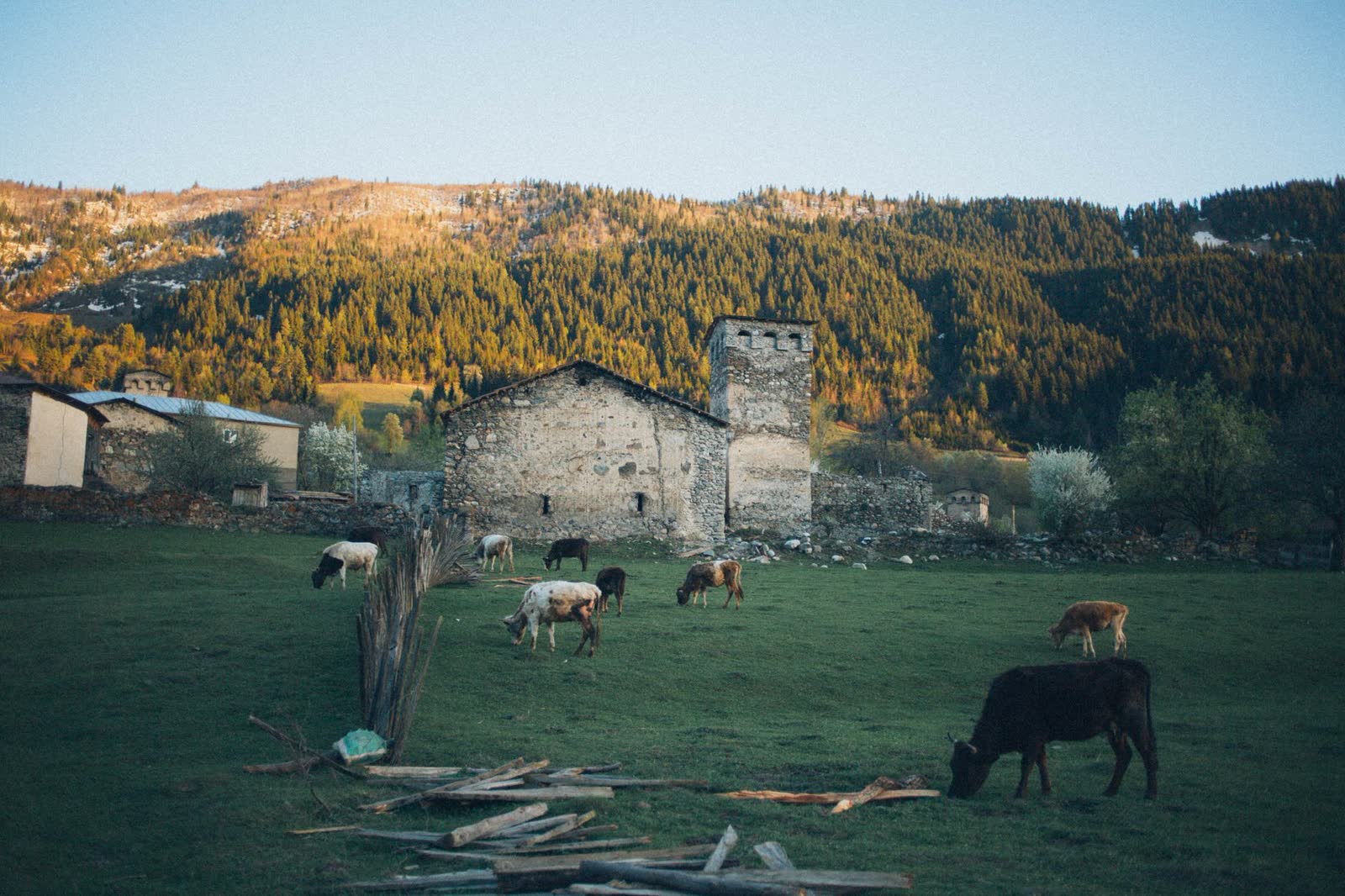 North Georgia mountain pastureland with cattle