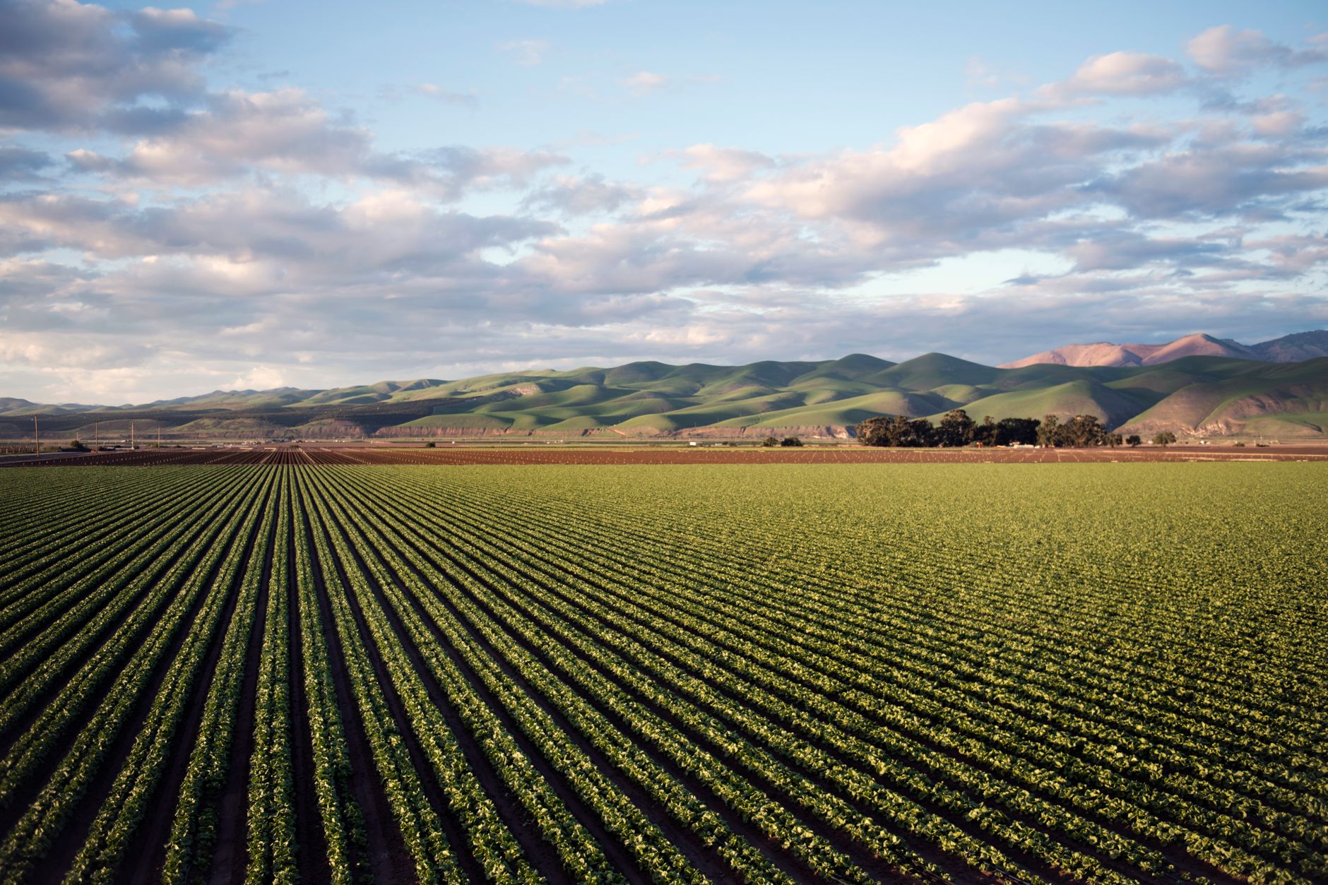 Irrigated alfalfa hay field with distant mountains, rural Lassen County California