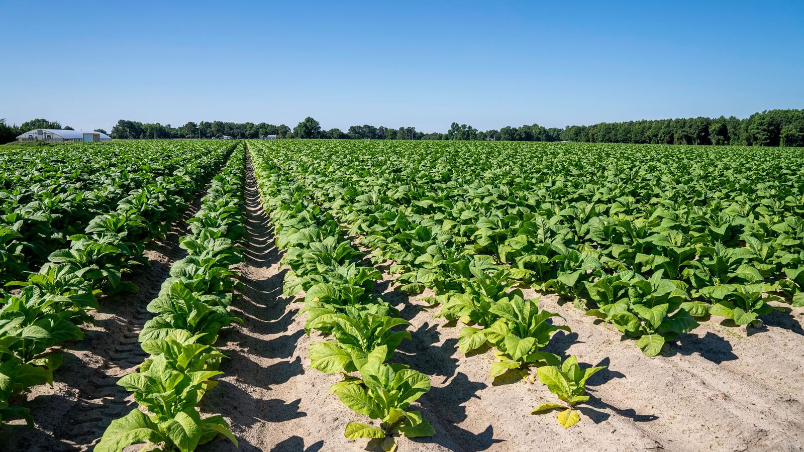 Rows of tobacco growing on a Pee Dee South Carolina farm outside Florence