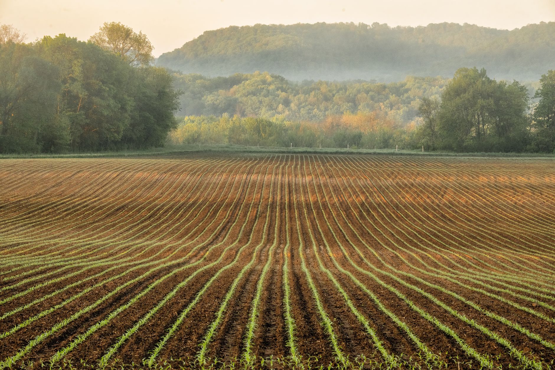 Kentucky Bluegrass region farmland and fence line.