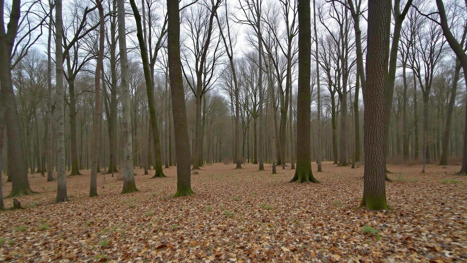 Wooded acreage near historic Yorktown Virginia